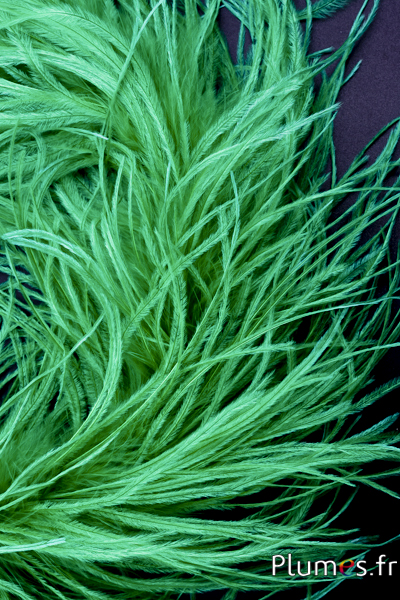Autruche mèche - 10 cm - vert